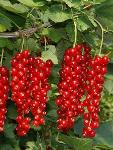 Red currant