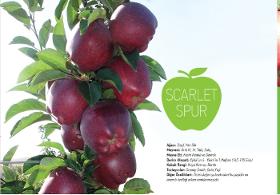 Apple Sapling (Scarlet Spur)