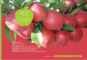 Apple Sapling (Red Chief)