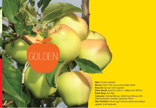 Apple Sapling (Golden)