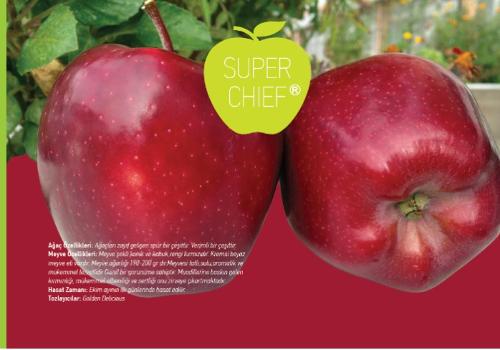 Apple Sapling (Super Chief)