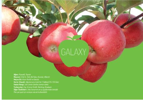 Apple Sapling (Gala)