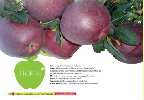 Apple Sapling (Jeromine)